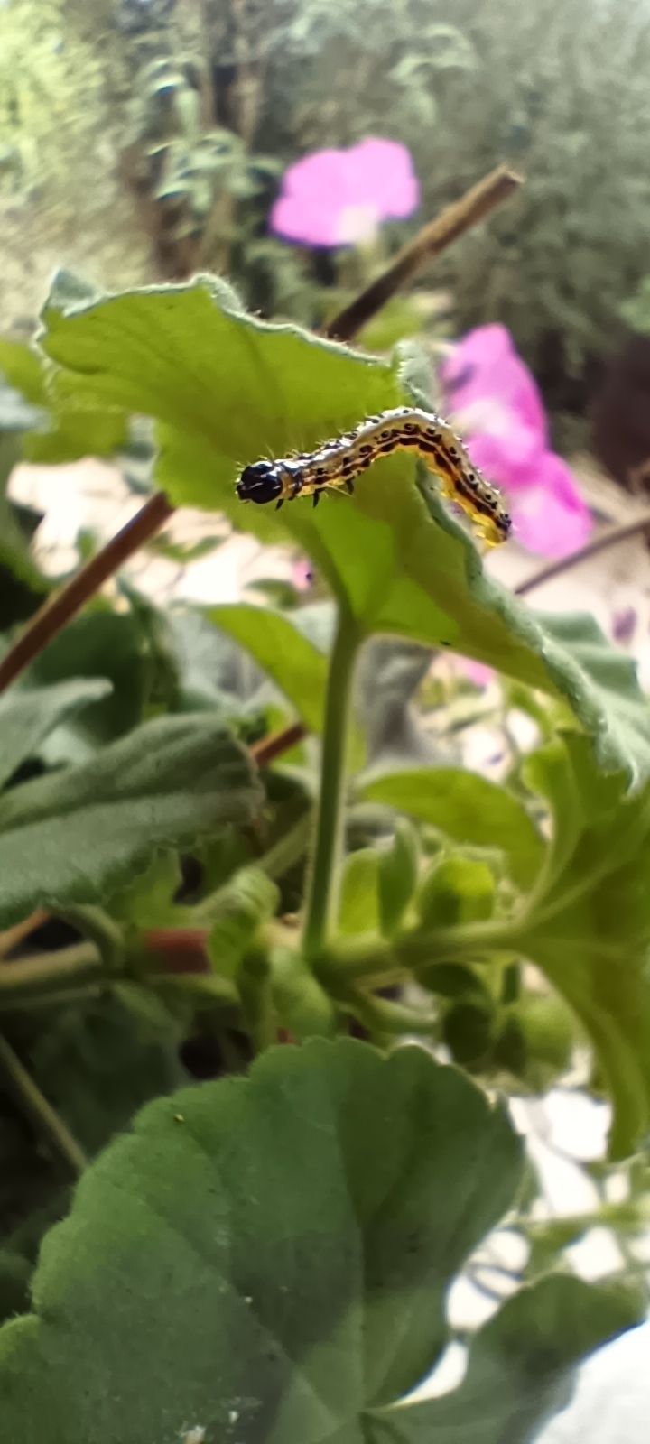 An image taken with an Infinix GT 10 Pro camera
