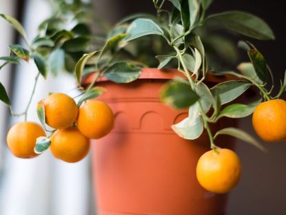 Potted Calamondin Citrus Tree