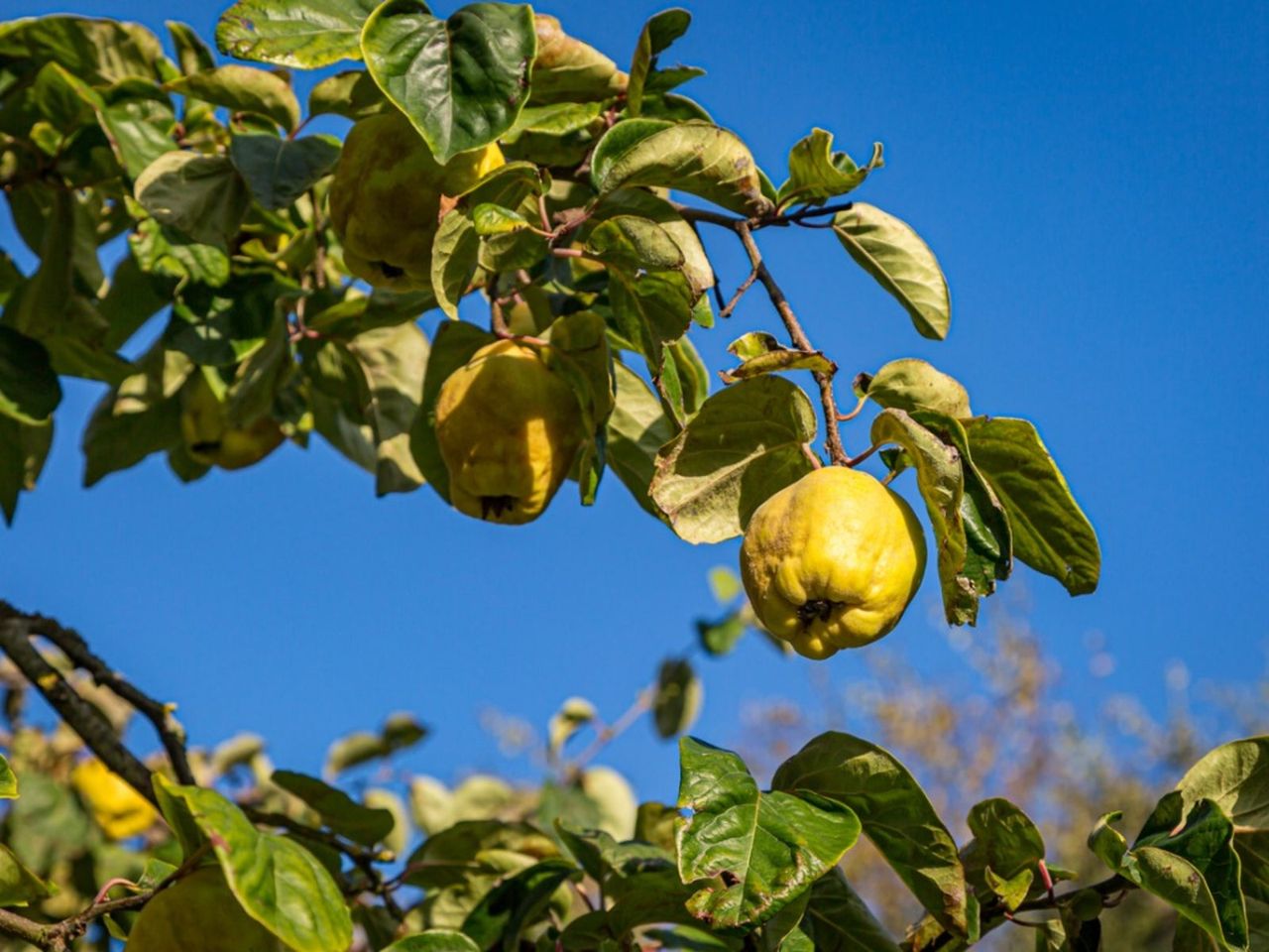 Fruits On A Quince Tree