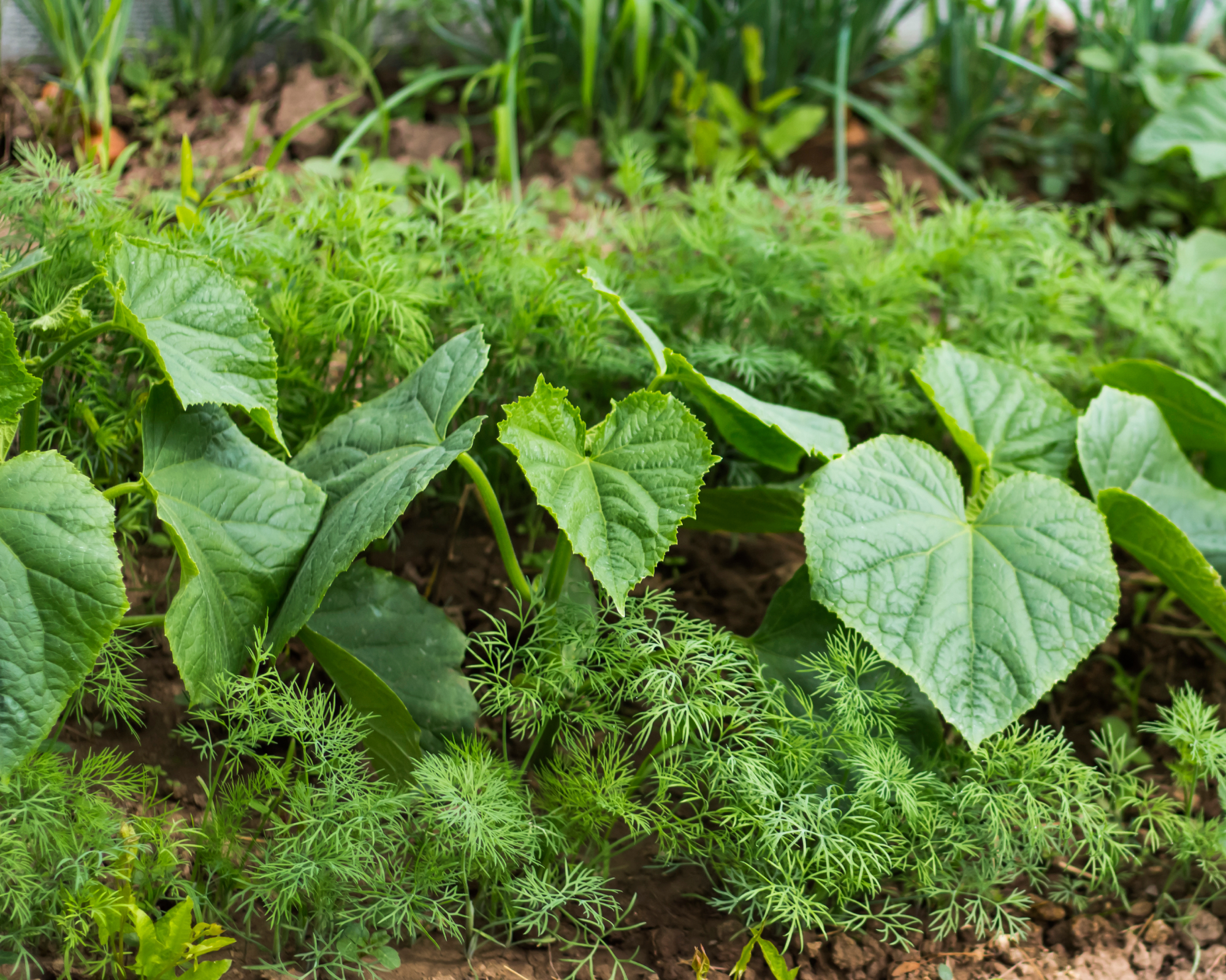 Cucumbers companion planted with carrots
