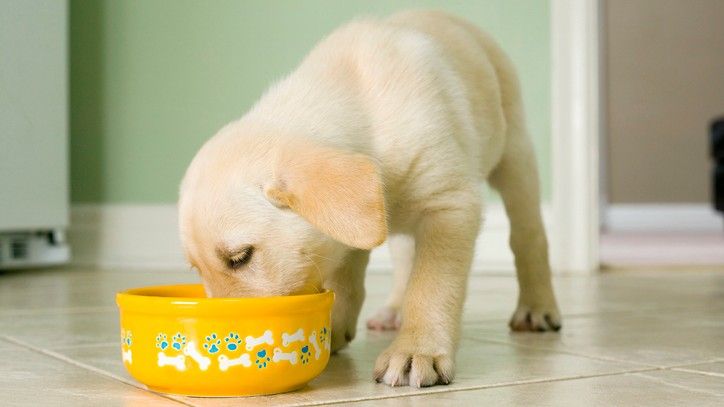 A labrador puppy eating the best puppy food