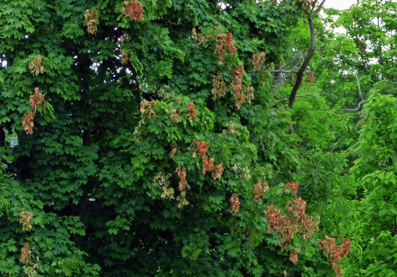 Large Green Leaved Tree With Small Brown Dead Patches