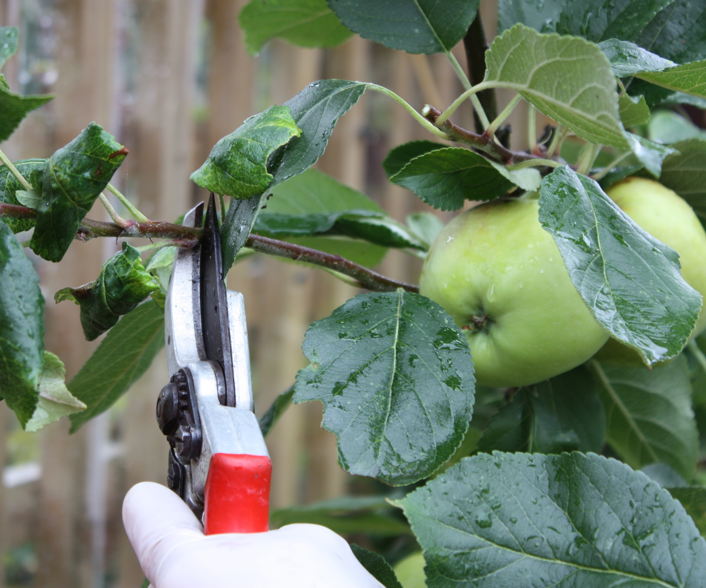 A gardener is summer pruning an espalier apple tree with red pruning shears