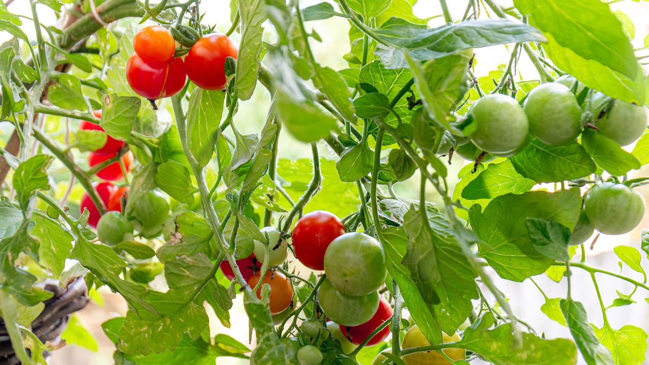 Tomatoes in hanging baskets 