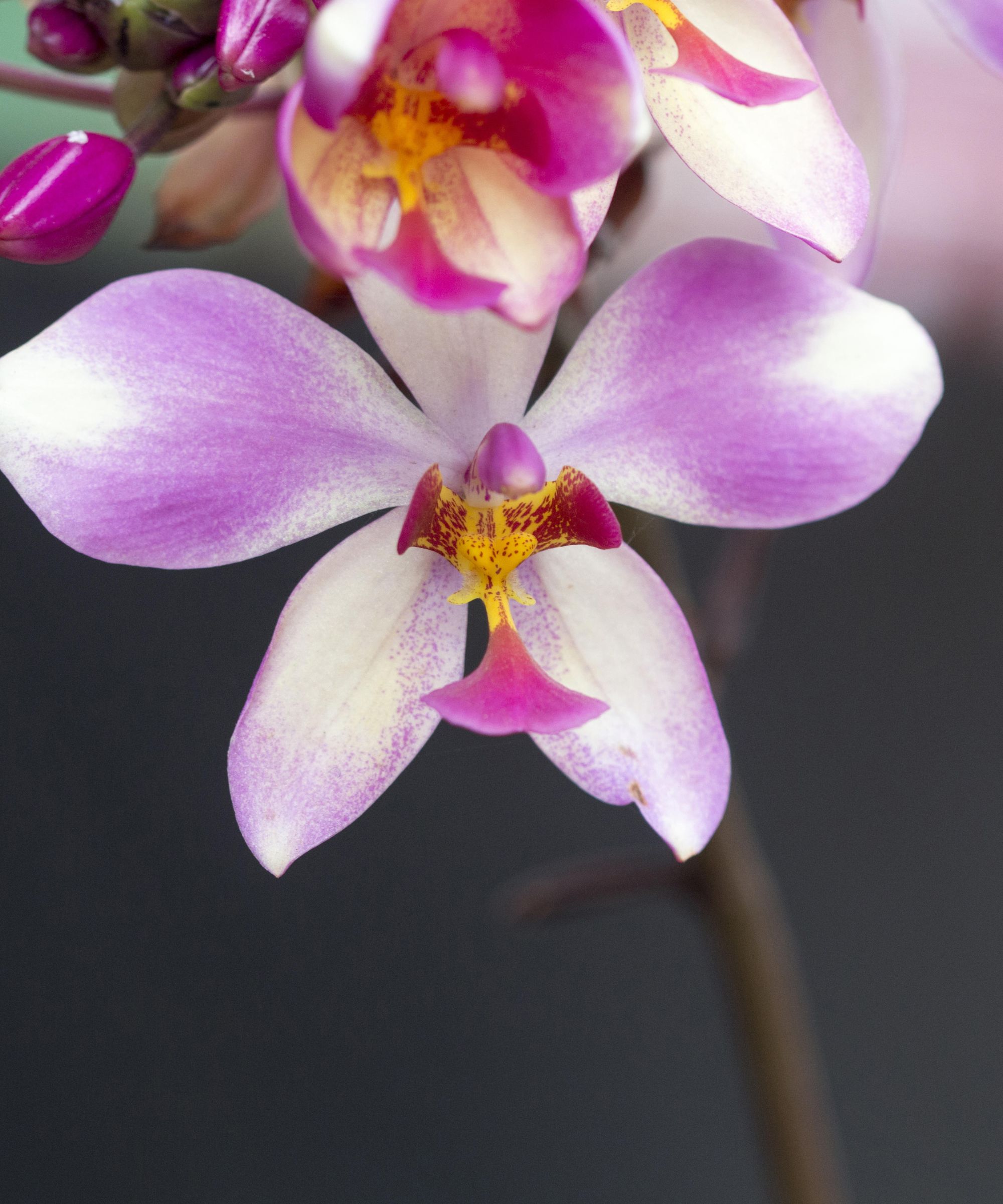 A pink orchid flower