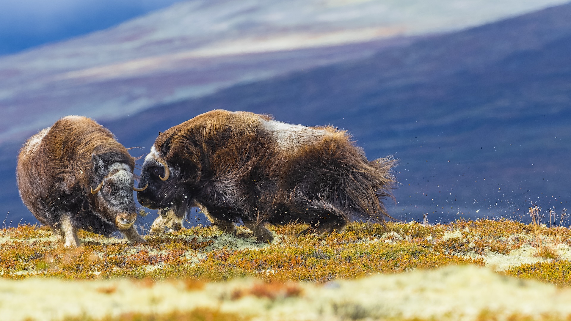 two bison fight