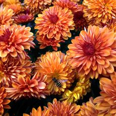 Hover fly sits on head of mum flower