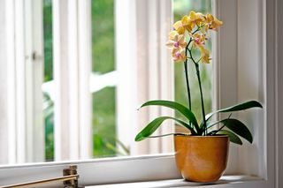 Yellow flowering orchid in orange pot on sunny white windowsill