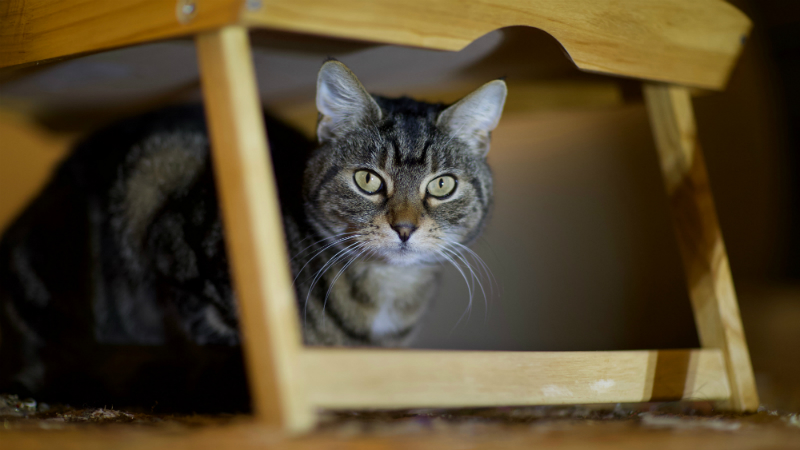 Cat hiding under tray