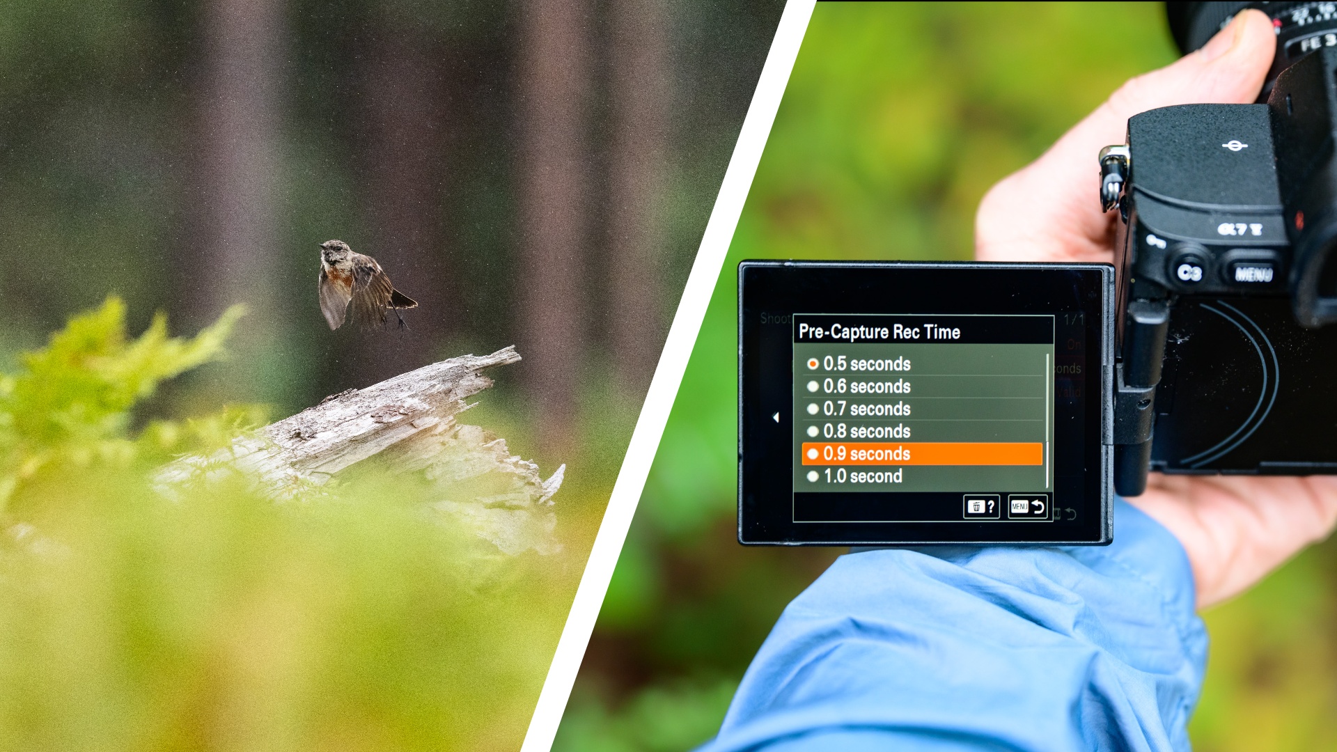 A small bird taking flight from a fallen tree that's emerging from a sea of ferns (left), a Sony camera's display showing the Pre Capture feature in the menu