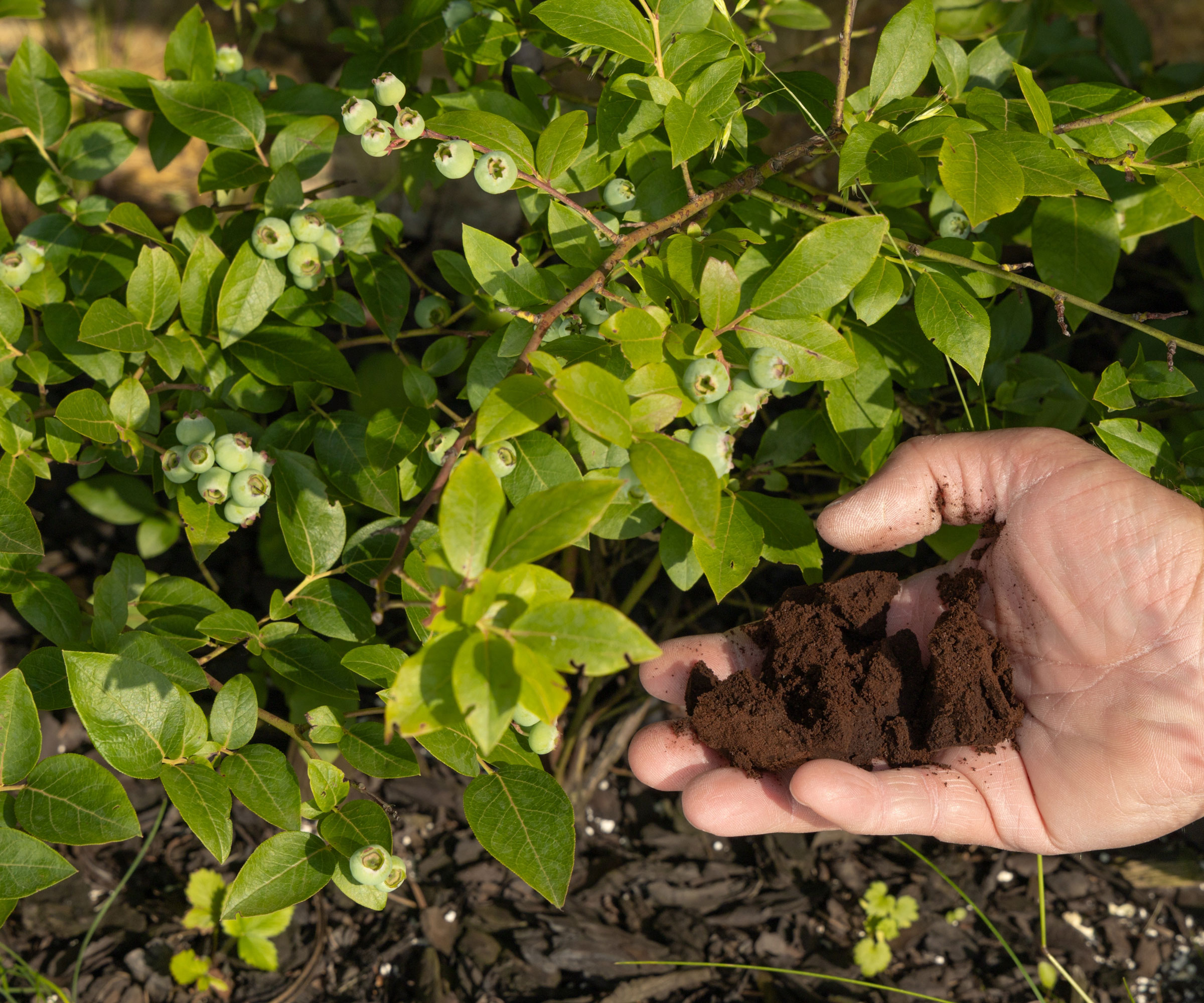 blueberry bush and a hand of coffee grounds