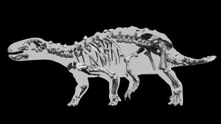 Paleontologists found about 80% of Stegouros elengassen's skeleton.