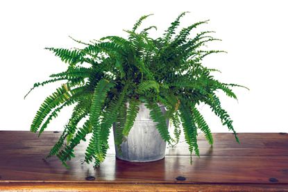 Indoor Fern Plant In Metal Pot