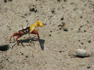 banana-fiddler-crabs