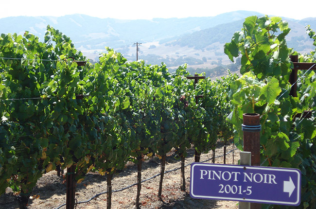 california wine road trip