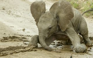 Baby elephant on Animal Babies: First Year on Earth