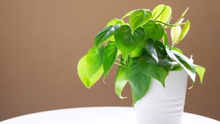 Houseplant heart leaf Philodendron vine in white ceramic pot on white table