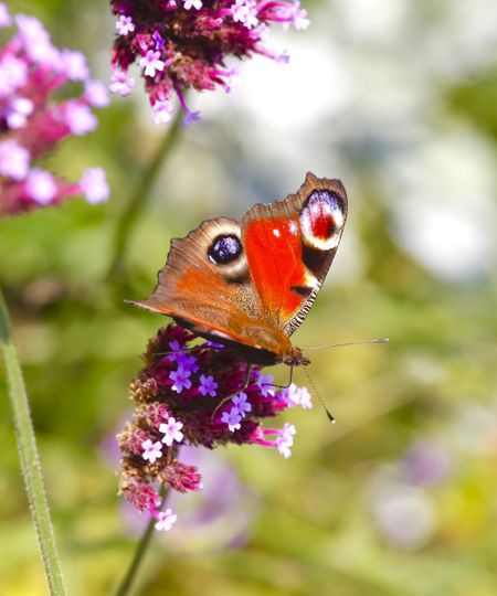 Peacock butterfly on verbena bonariensis