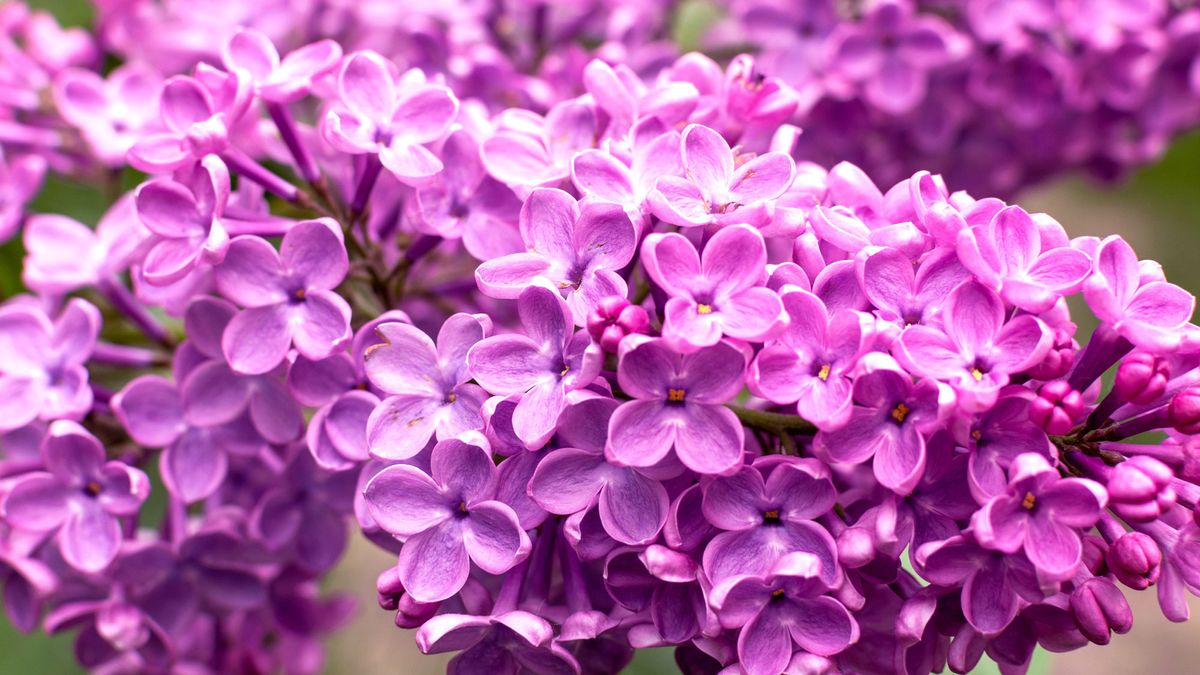 Forget Flower Fads – These 7 Gorgeous Anti-Trend Plants Bring Forever Beauty and a Yard That’s Always in Style