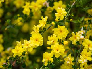 winter jasmine with yellow flowers