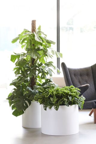 A living space with a gray wingback armchair and two monstera plants, one smaller variety and one growing up a moss pole