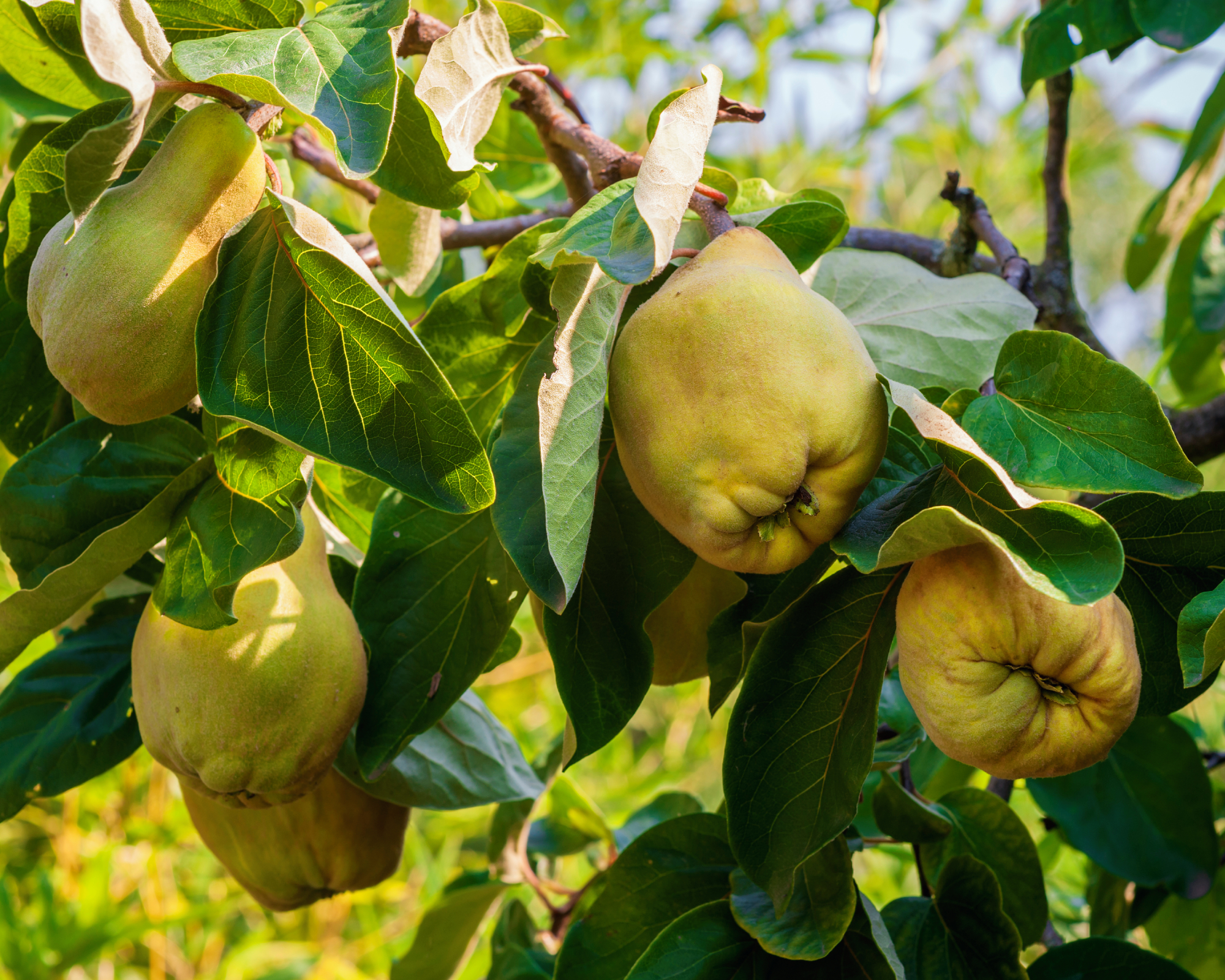 quince fruit on tree