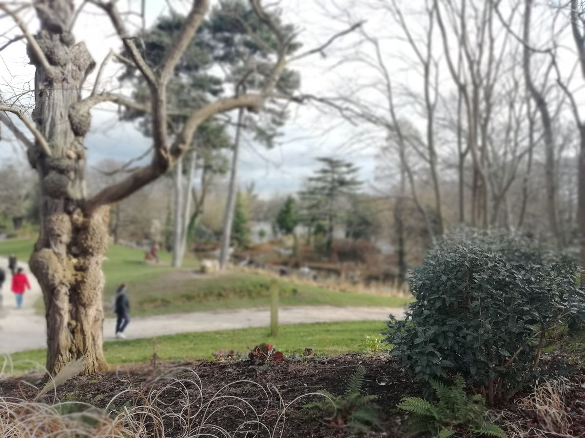 Taken using the bokeh mode, this shot is a bit of a mess in terms of the parts that are and are not blurred, but shows the P Smart will try to apply it in just about any scene.