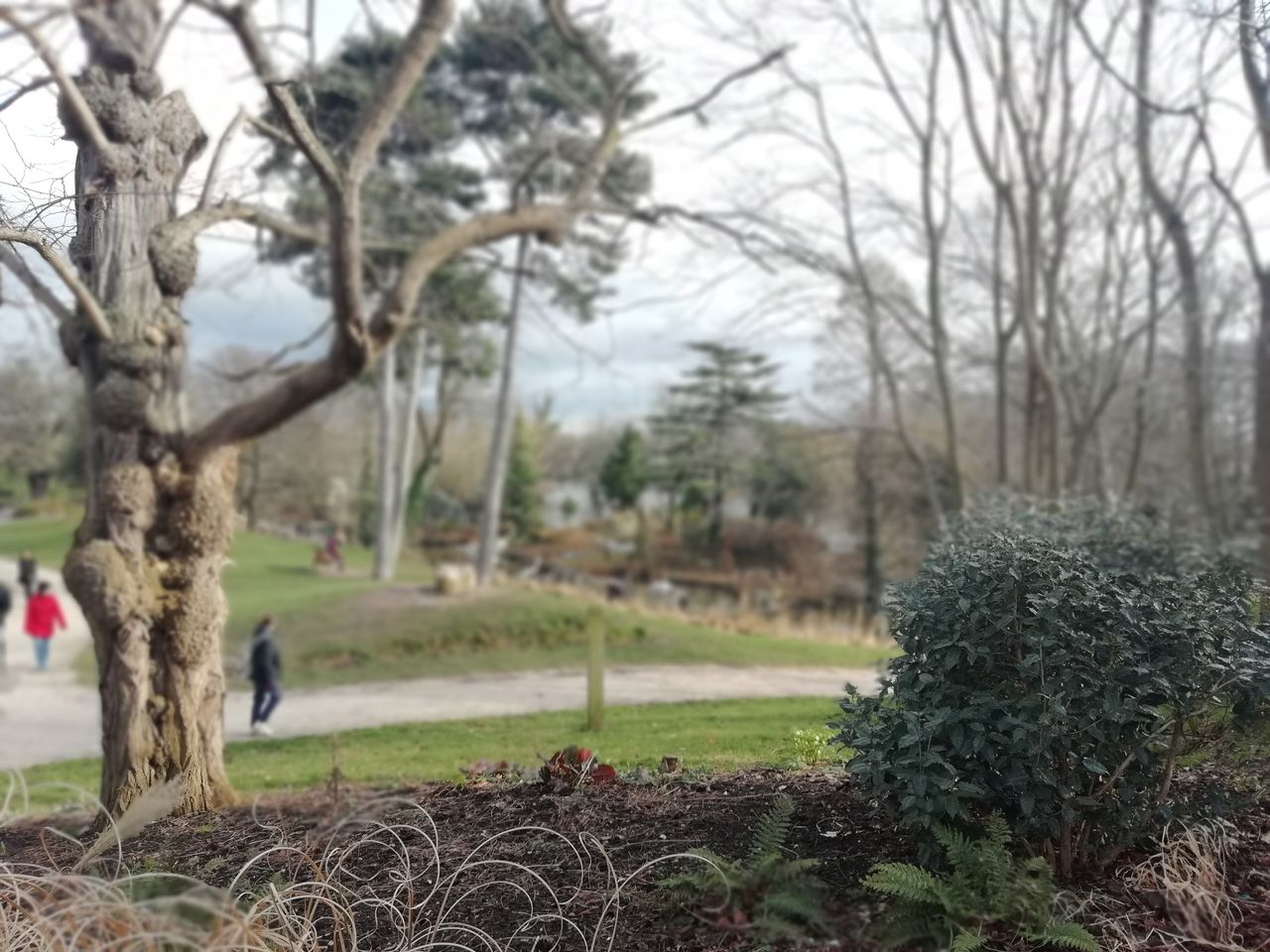 Taken using the bokeh mode, this shot is a bit of a mess in terms of the parts that are and are not blurred, but shows the P Smart will try to apply it in just about any scene.