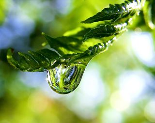 An image shows a water droplet hanging from a fern frond. Hydrogen bonds bind water molecules to each other, giving the droplet its characteristic shape. But they're easily broken. Researchers recently discovered a form of hydrogen bond so strong it's comparable to the covalent bonds binding hydrogen and oxygen together into water molecules within the droplet.