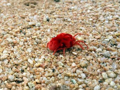 A Red Mite