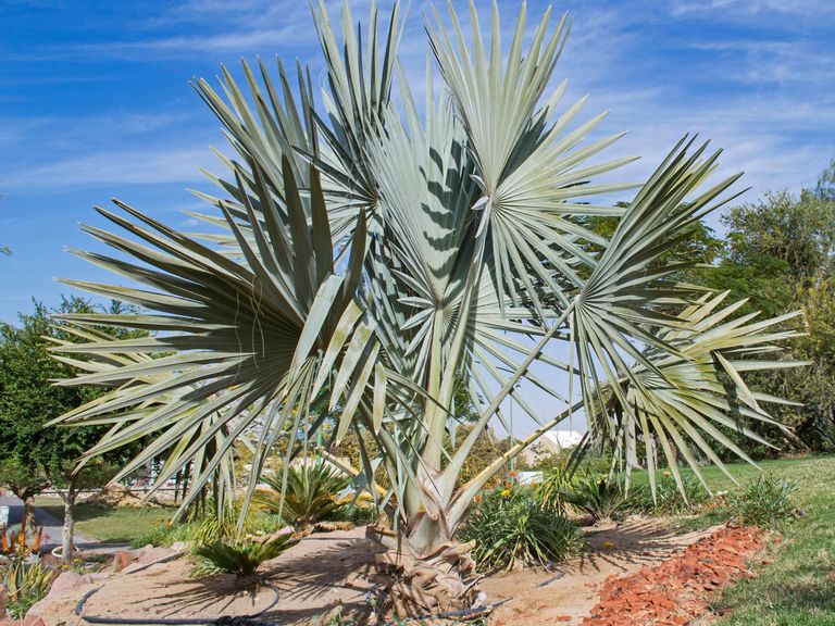 Sanibel in Blue Fan Palm
