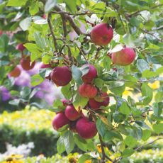 Red apples growing on apple tree in garden