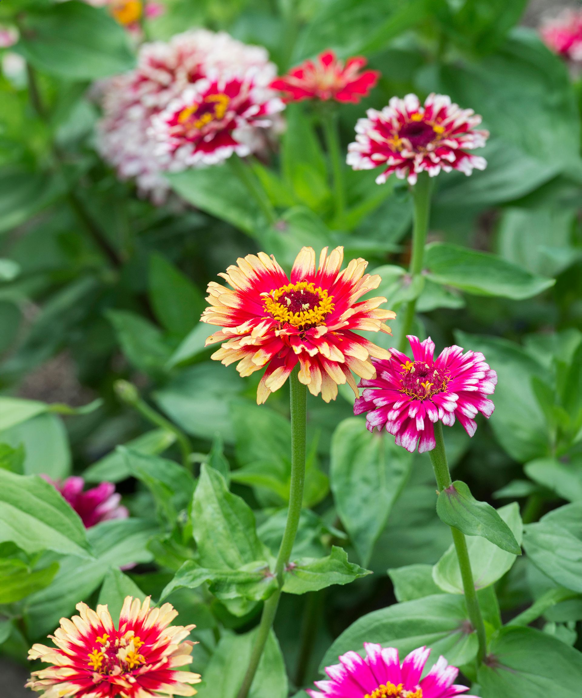 Whirligig zinnia flowers