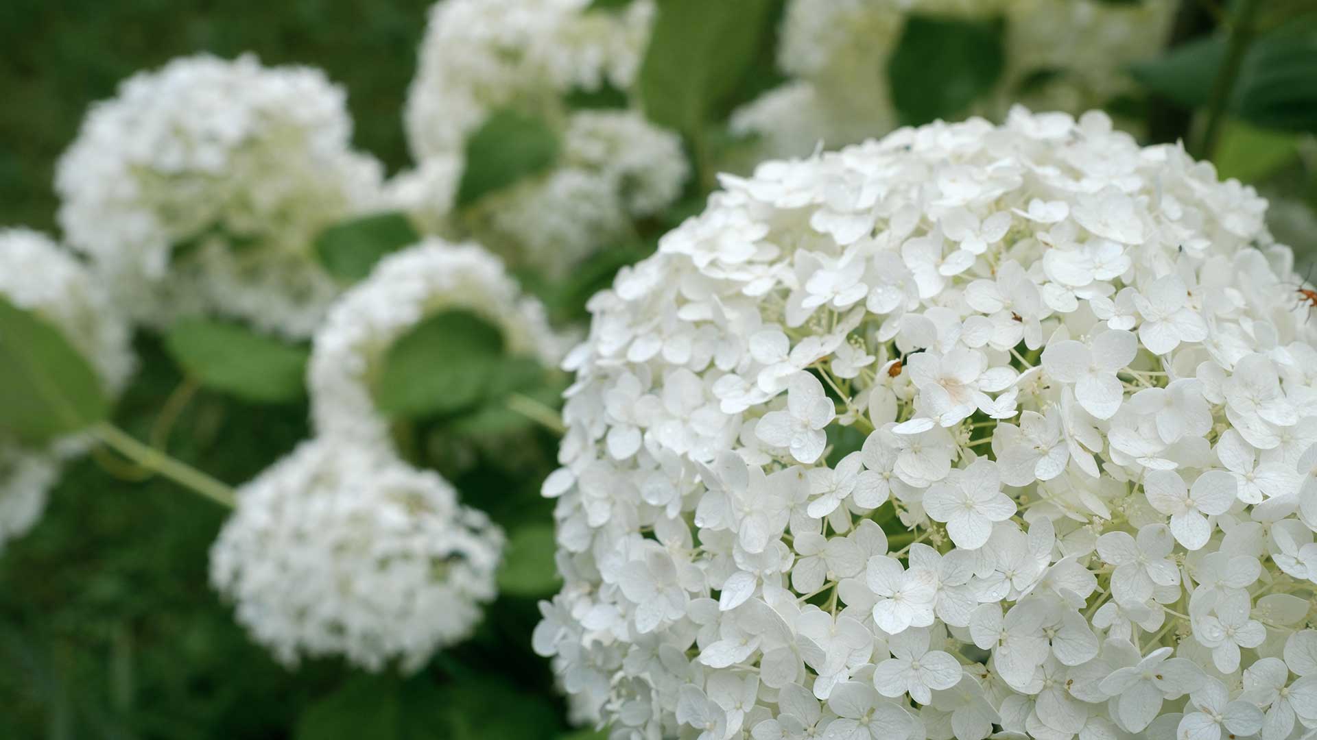 hydrangea 'Annabelle'