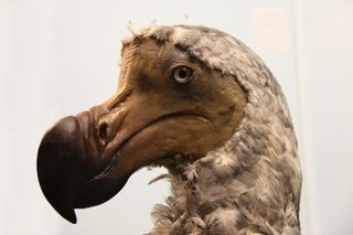 A reconstruction of the dodo. The animal is thought to have gone extinct sometime in the mid- to late-1600s.