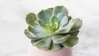 A green succulent Echeveria