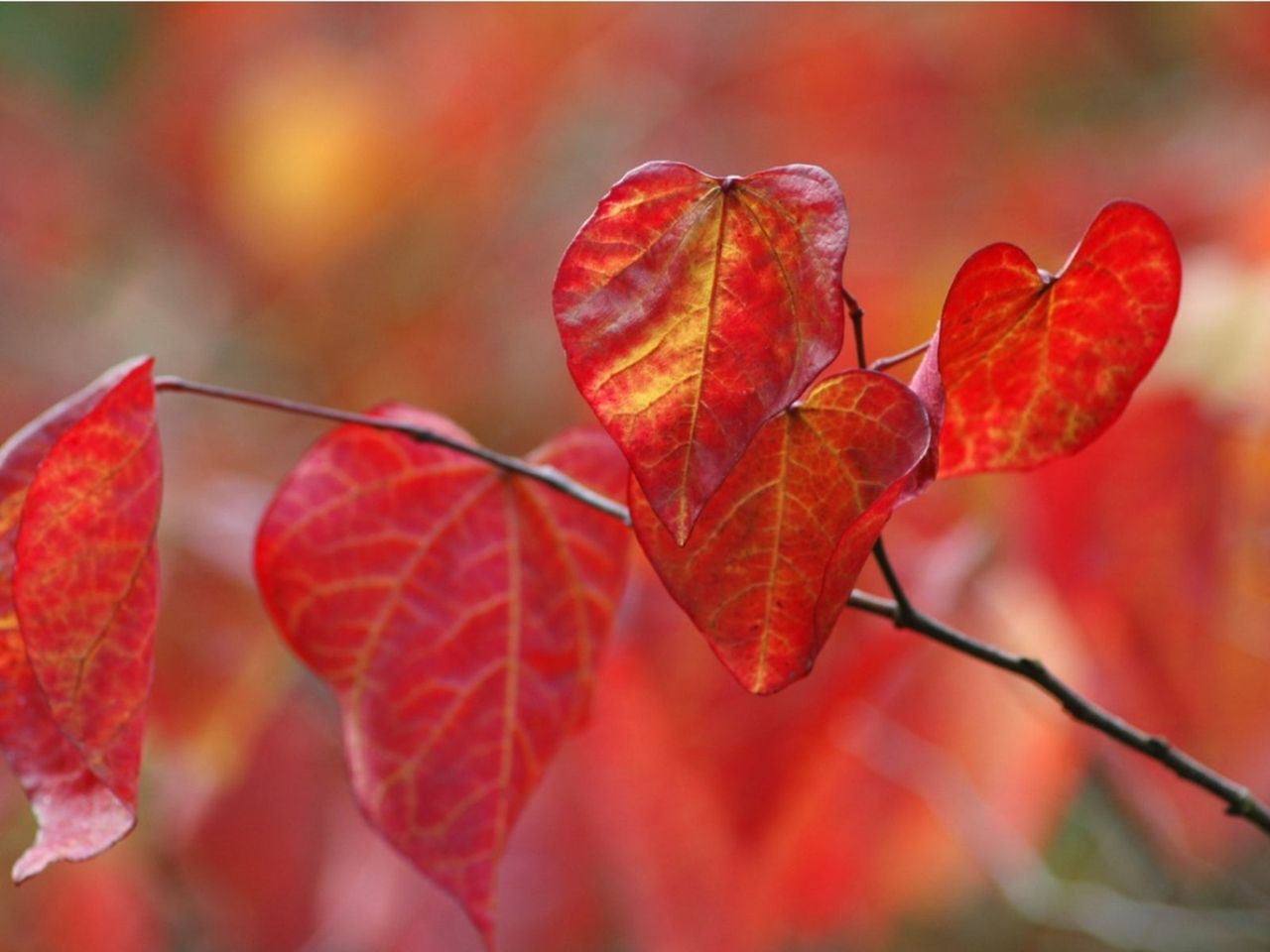 Red Leaved Forest Pansy Tree