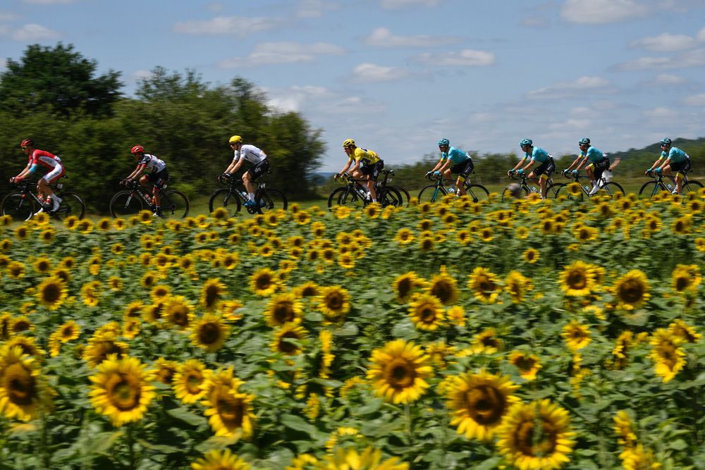 A classic sunflowers shot