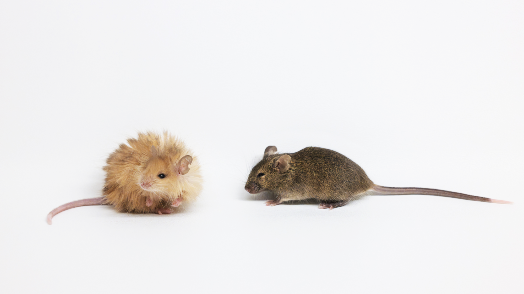 A woolly mouse and a normal mouse side by side.