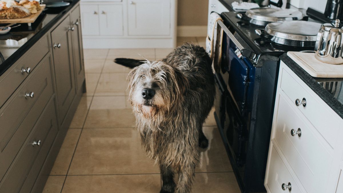 Irish Wolfhound in the kitchen