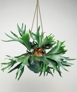 Staghorn fern in hanging basket