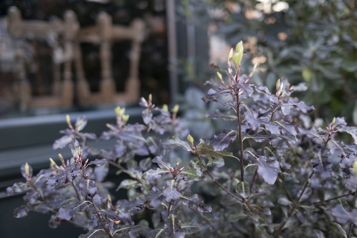 Fujifilm X100V