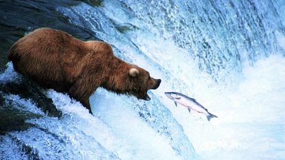 A bear gets ready to eat a salmon, symbolic for bear market stock picks