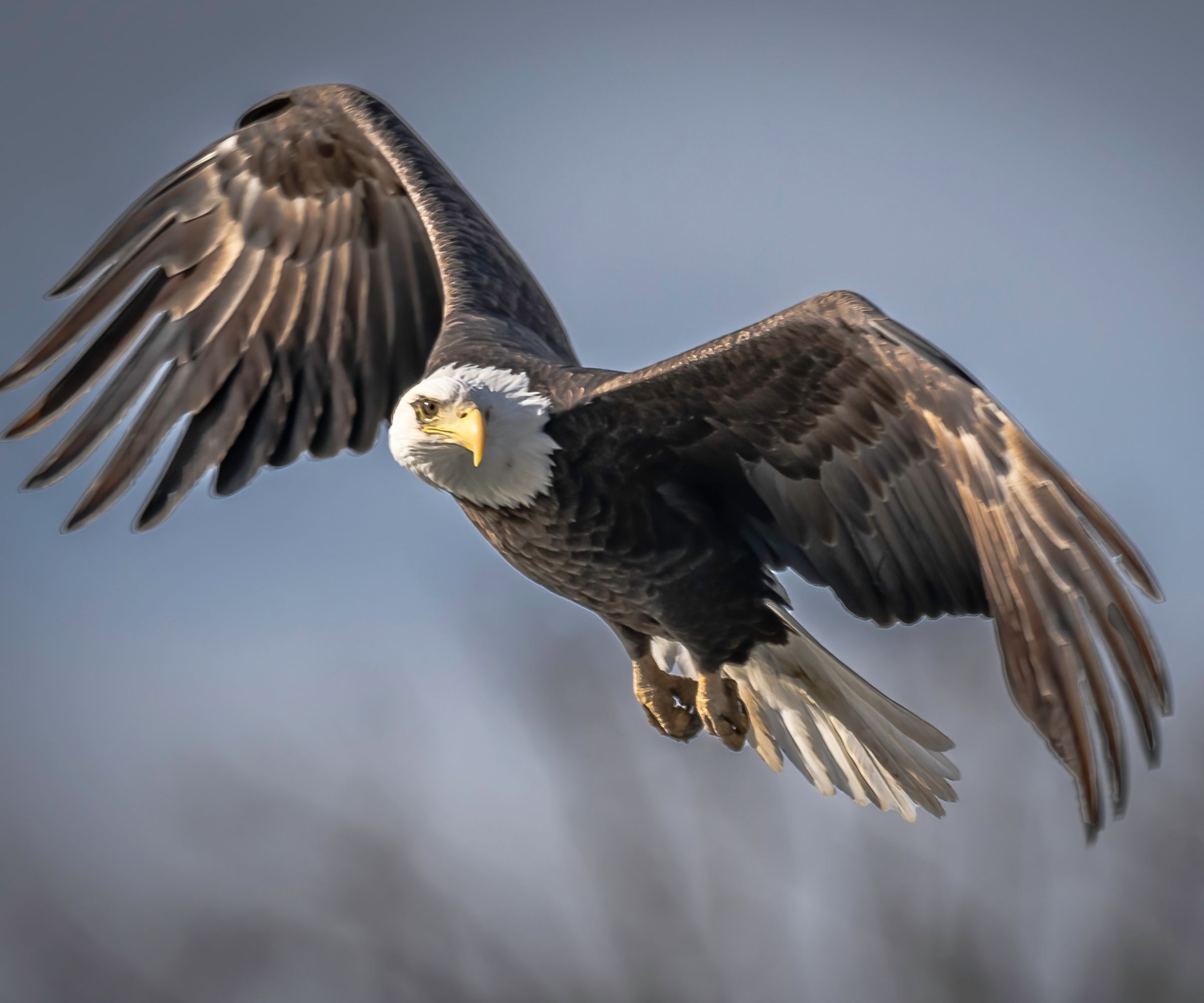 Bald eagle hunting for fish just off the ice. Different poses of the eagle coming in to grab a fish.