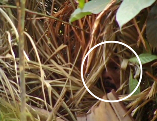 The 'Man of the Hole's' face glimpsed in the footage of Vincent Carelli's 2009 documentary Corumbiara..