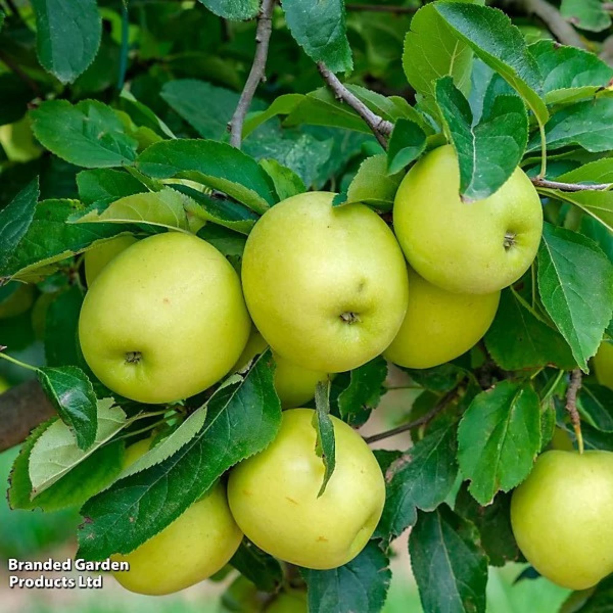 apple tree