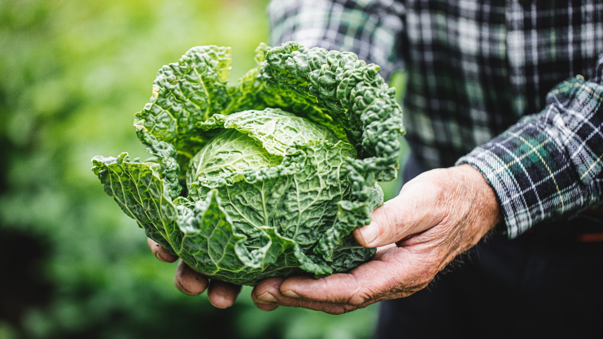 man holding cabbage