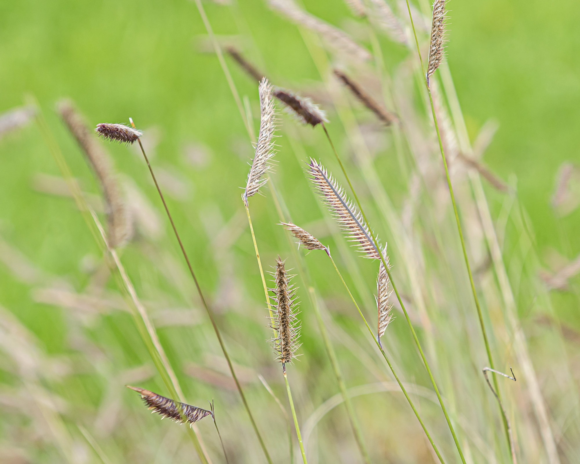 common blue grama grass