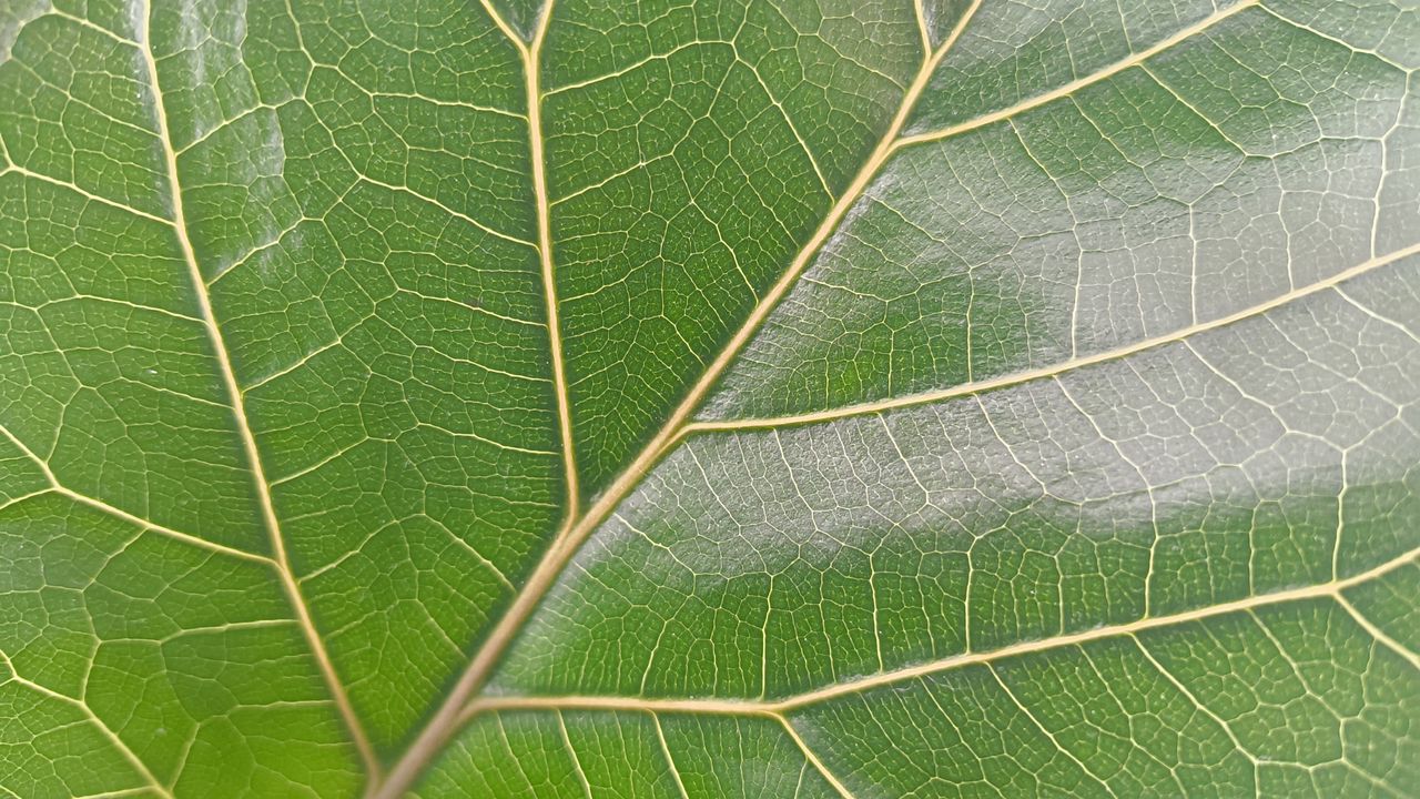 Nothing Phone (2a) camera sample image