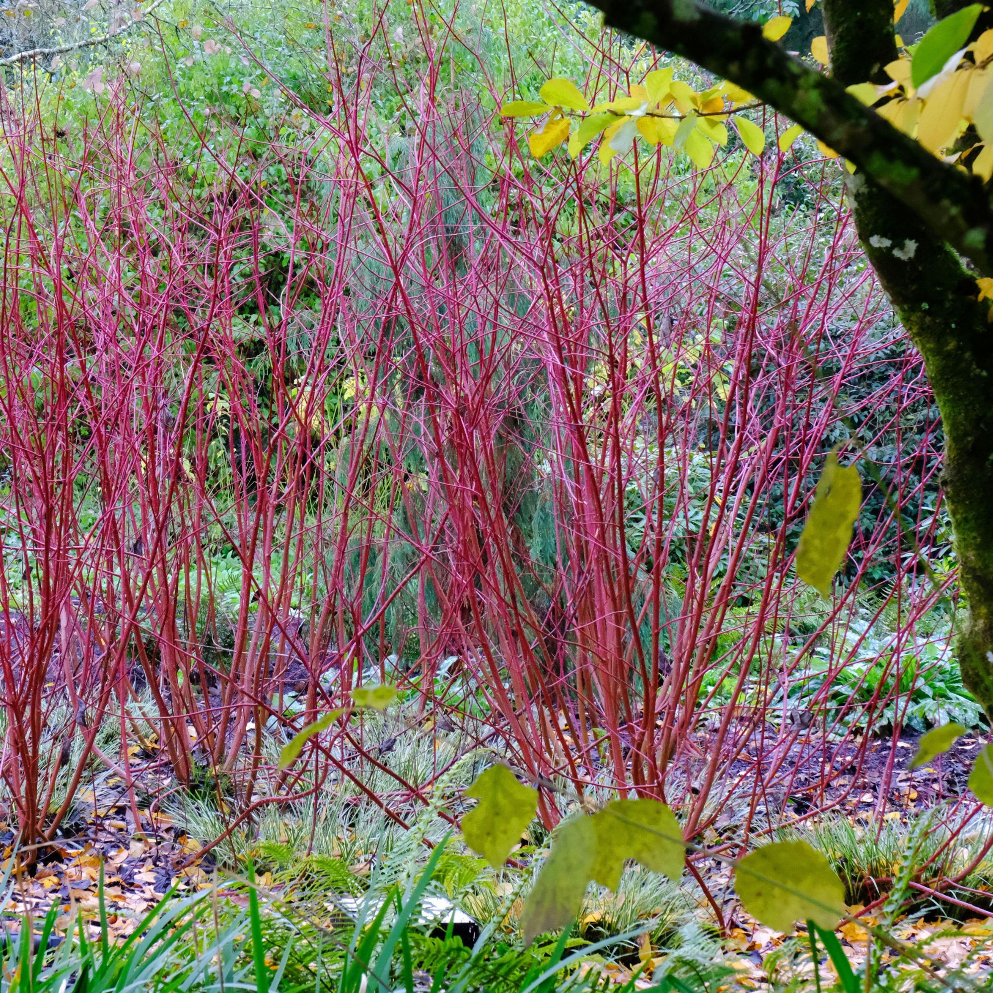 dogwood shrub